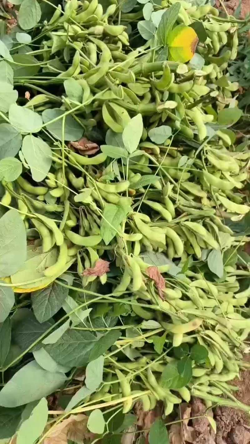 毛豆