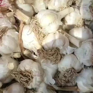 四六瓣白蒜