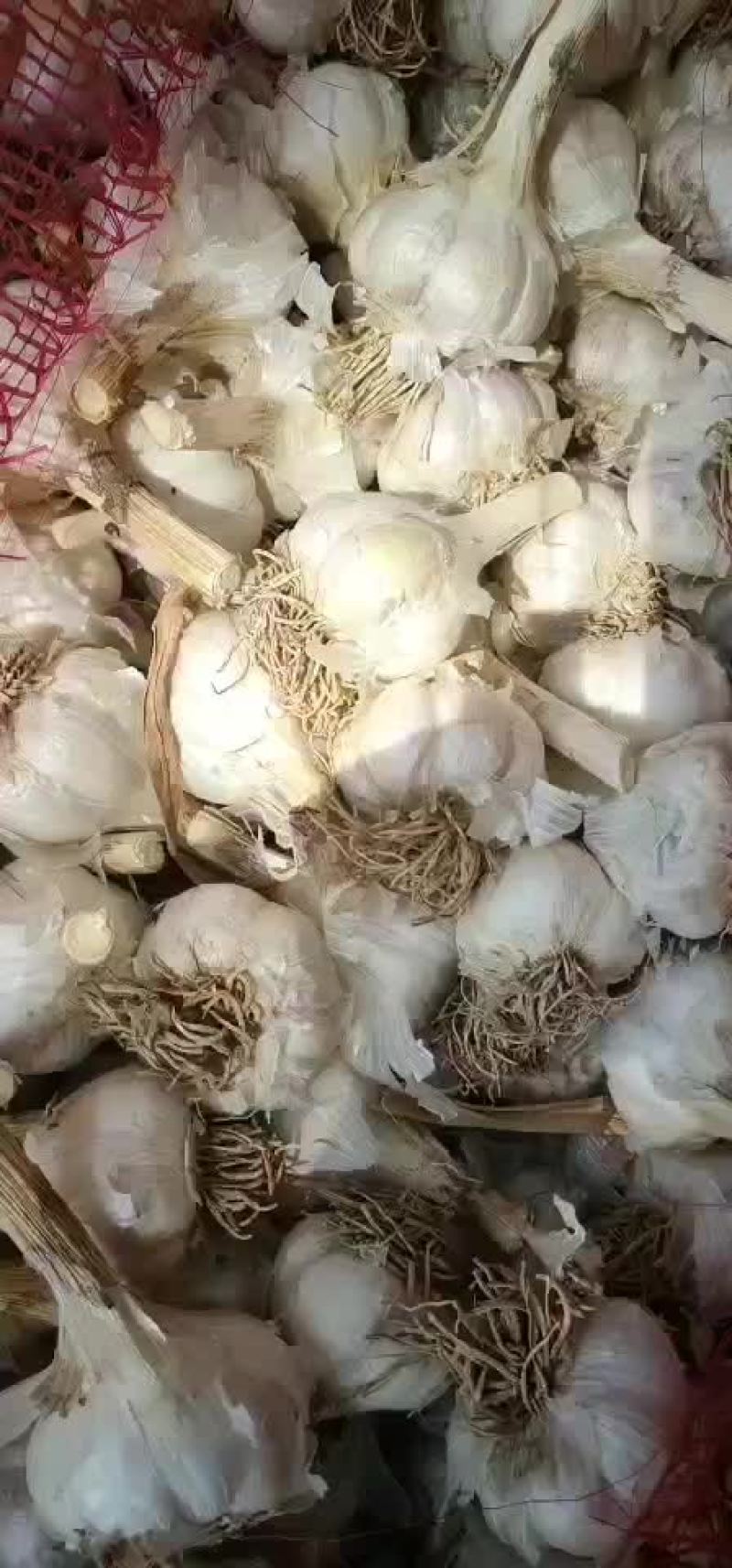 四六瓣白蒜