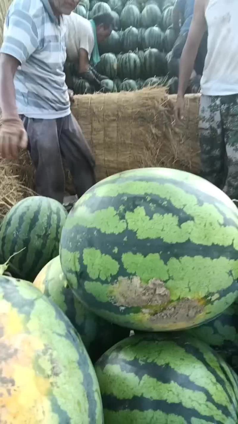 辽宁新民西瓜，大量上市吊瓜掉价中。有老板与我联系。