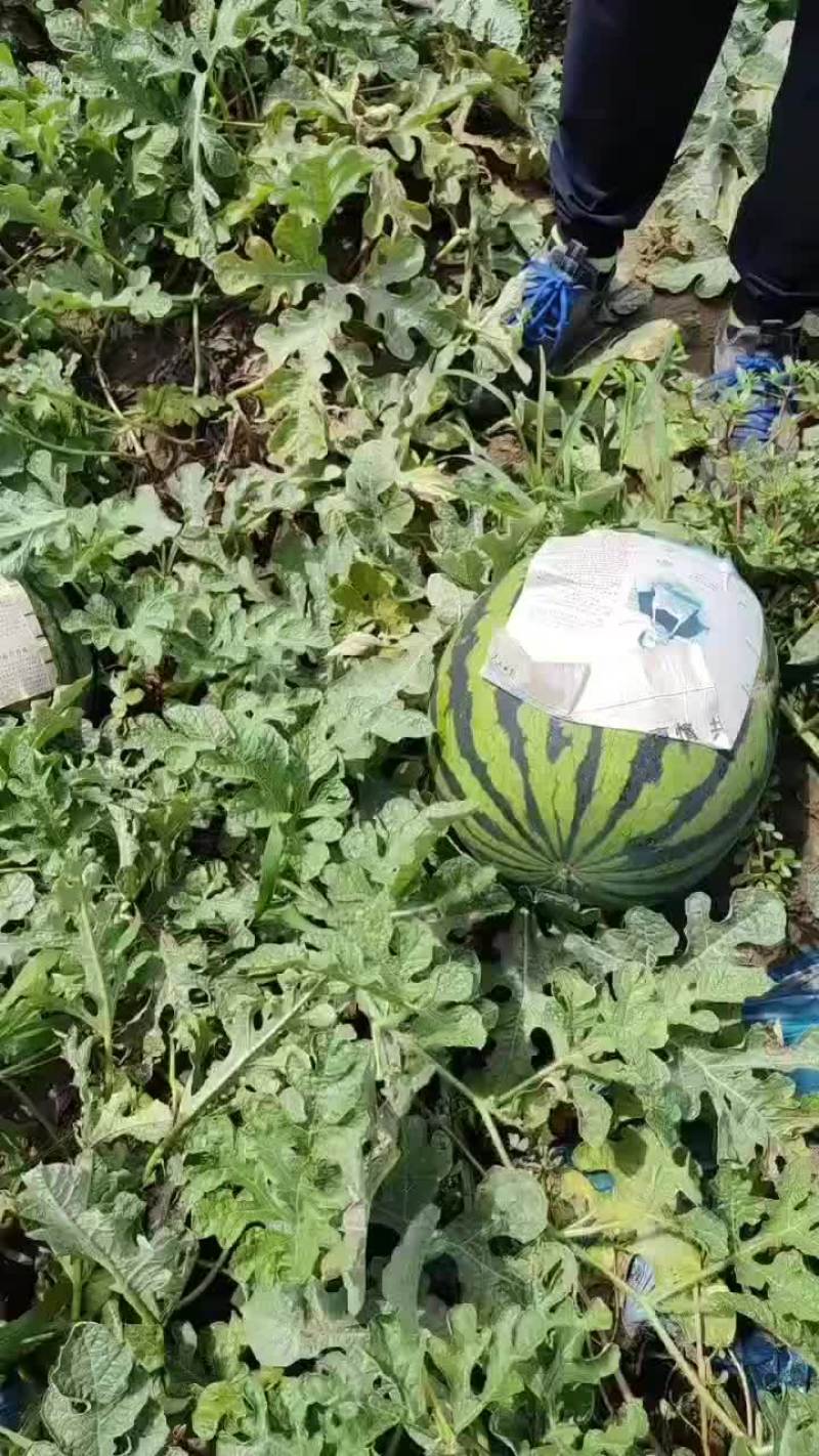 辽宁新民西瓜，大量上市吊瓜掉价中。有老板与我联系。