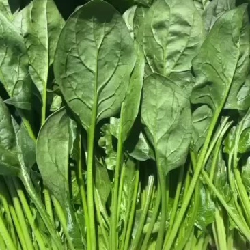 黑叶菠菜