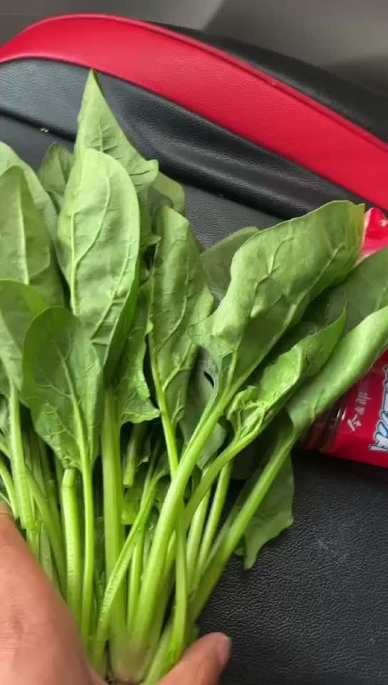 黑叶菠菜