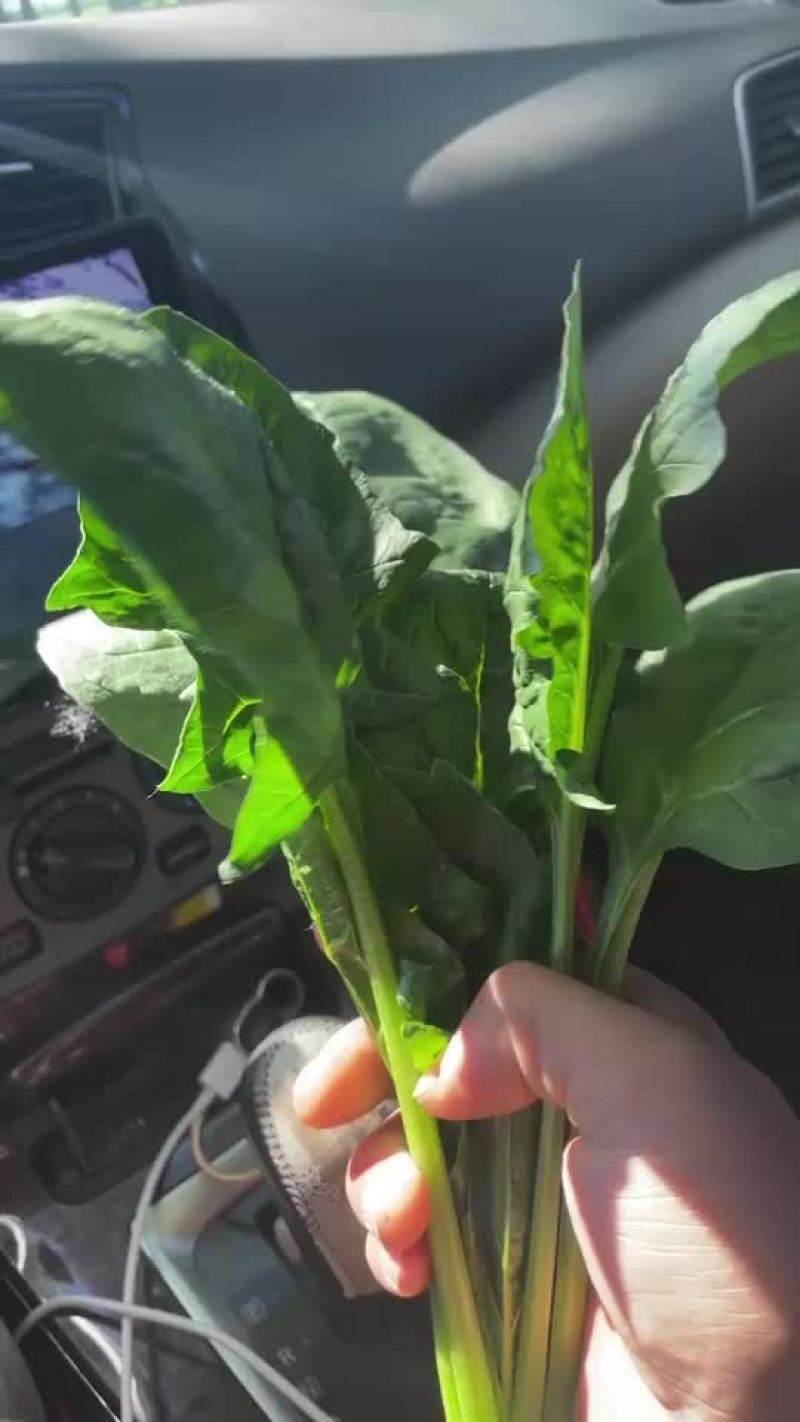 黑叶菠菜