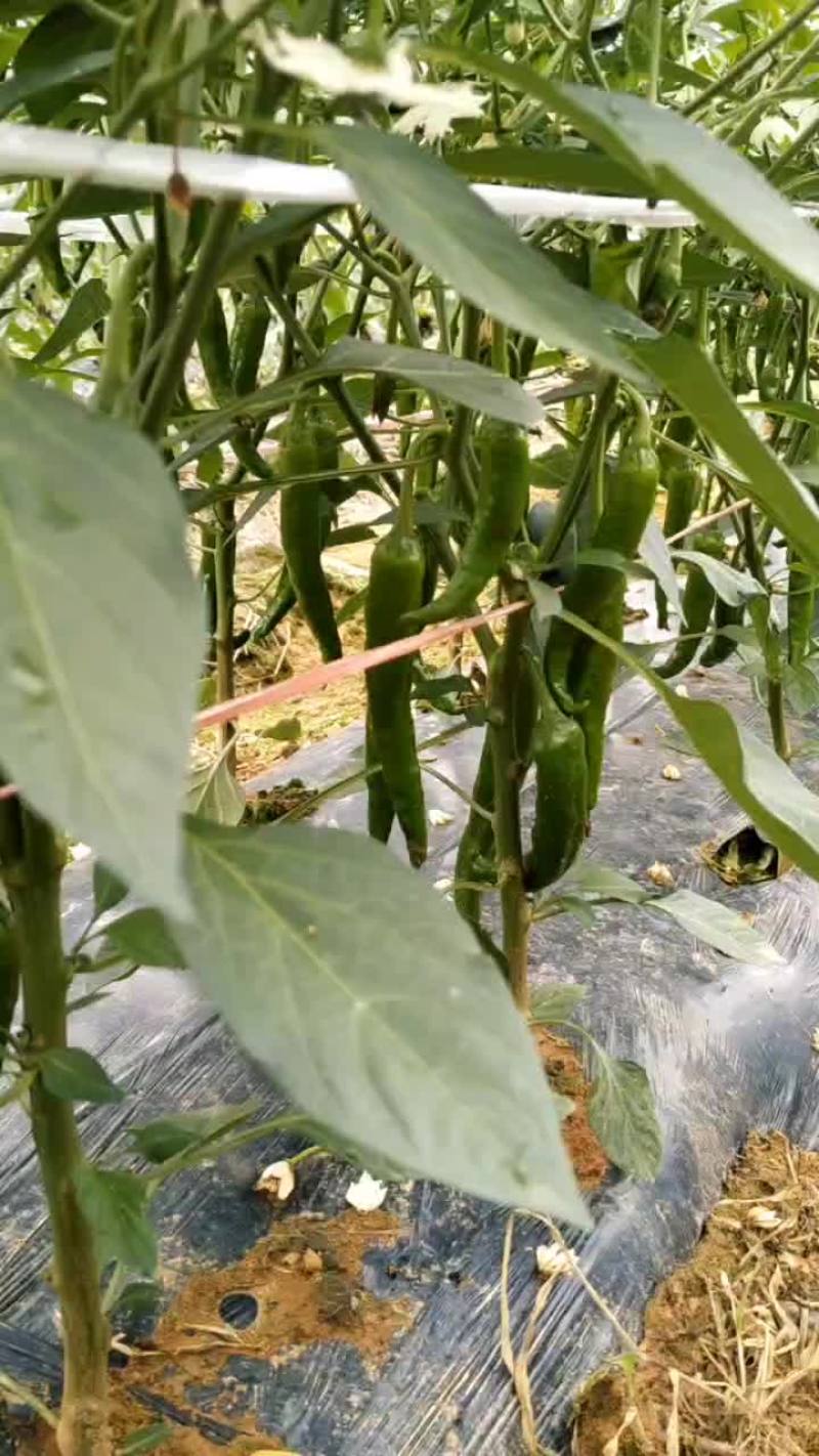 精品55号大量上市