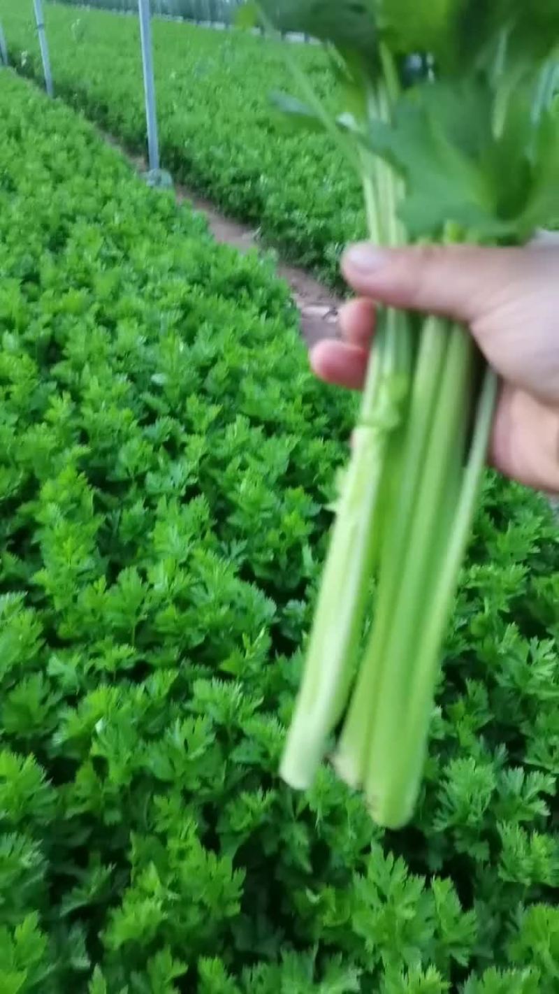 芹菜