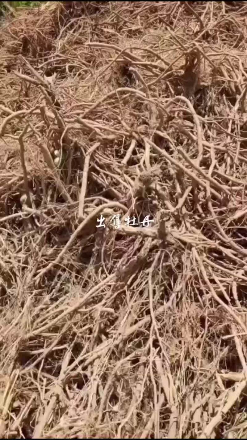 牡丹皮
