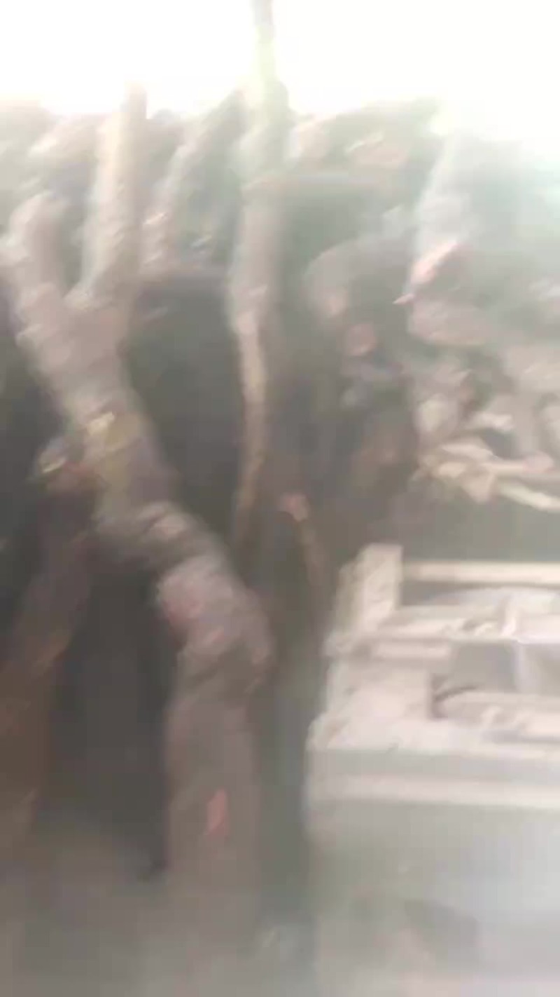 正宗黑老虎，场地一手货源，大量有货