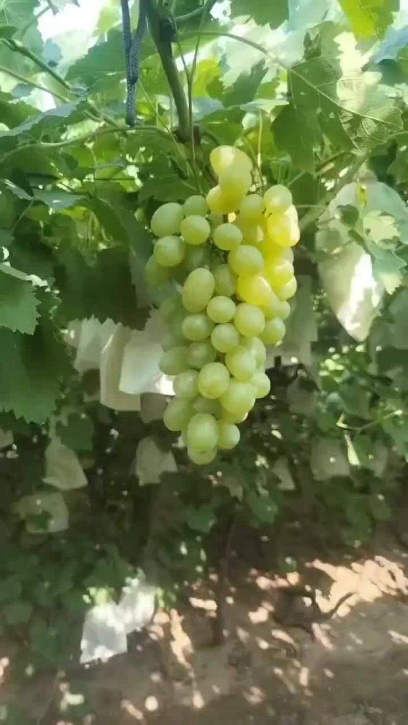 陆地维多利亚葡萄大量上市