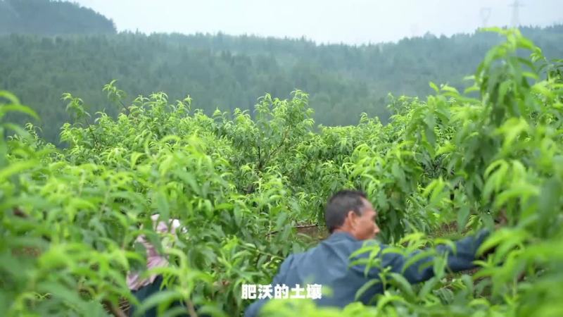 锦绣黄桃桃中精品
