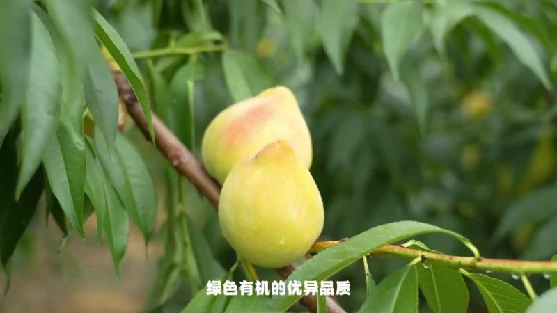 锦绣黄桃桃中精品