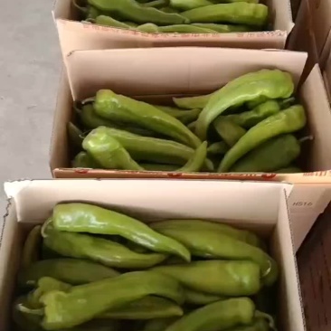 黄皮尖椒