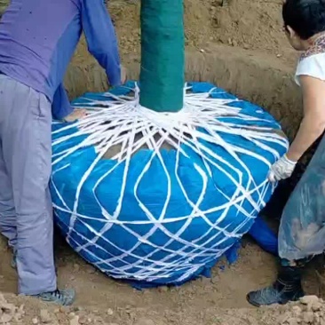 五角枫