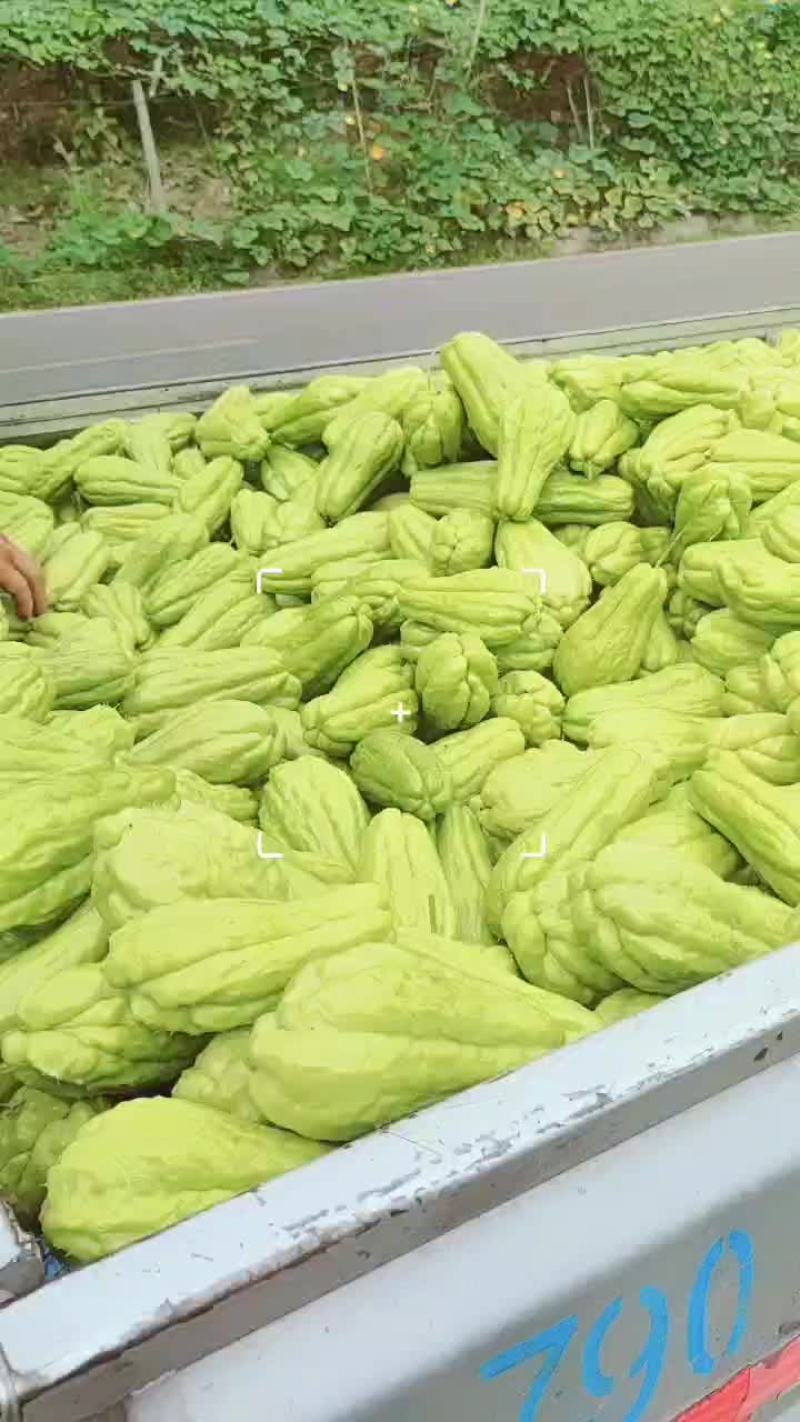 精品土耳瓜佛手瓜。