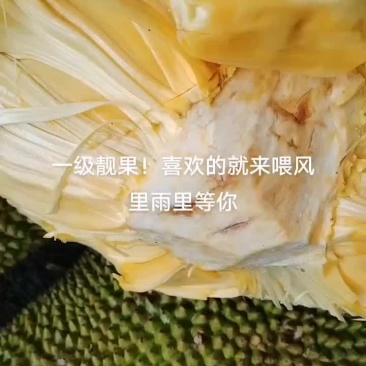 海南三道波罗蜜