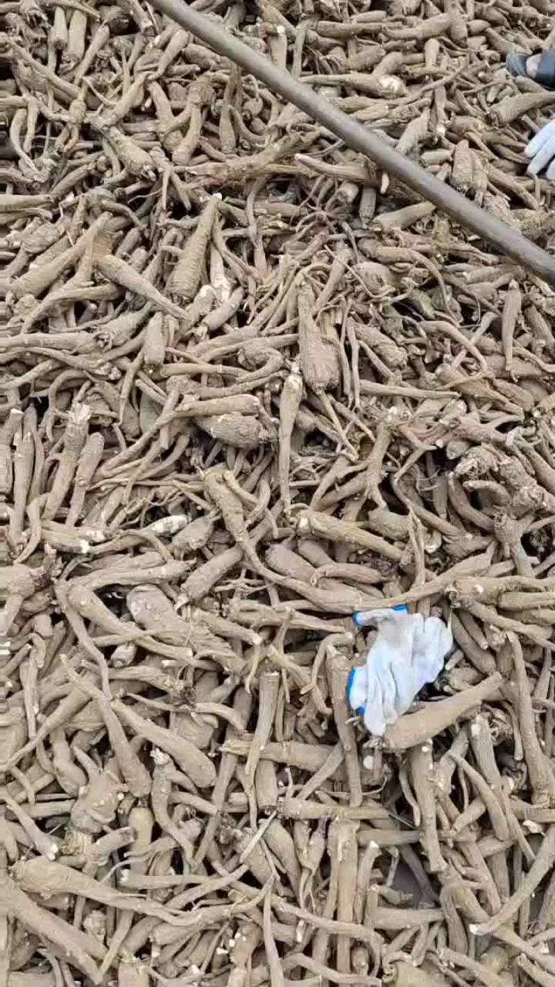无硫白芷