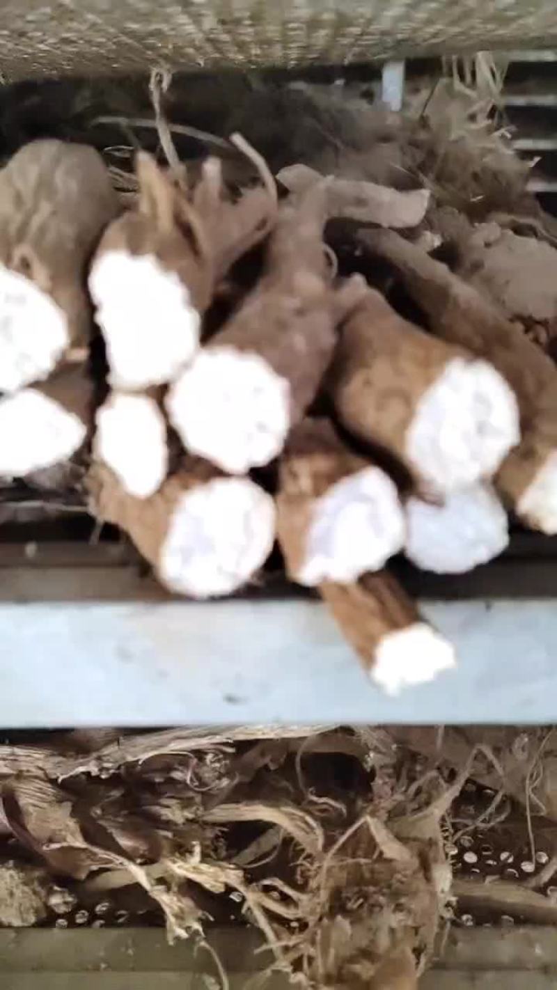 无硫白芷