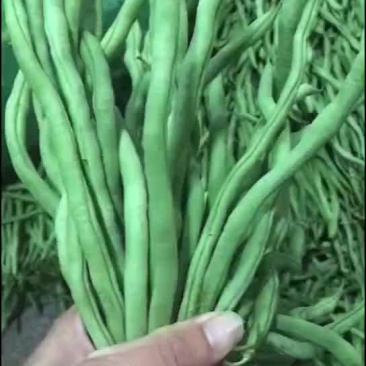 无金豆
