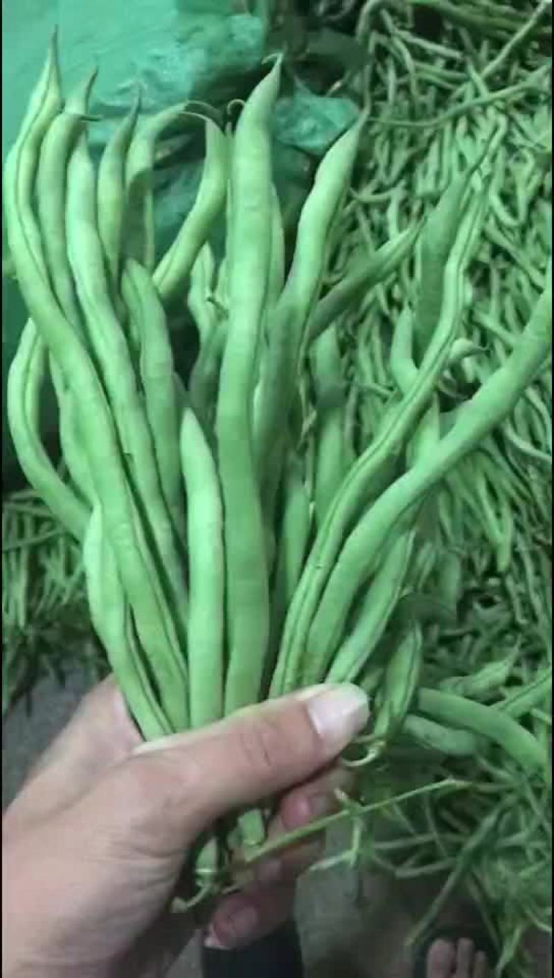 无金豆