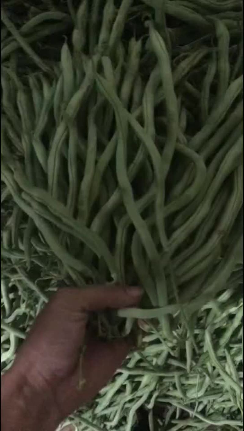 无金豆