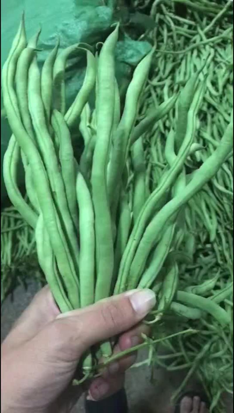 无金豆