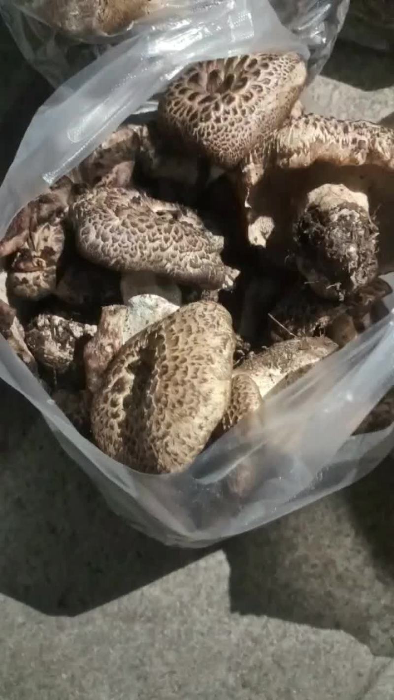 黑虎掌