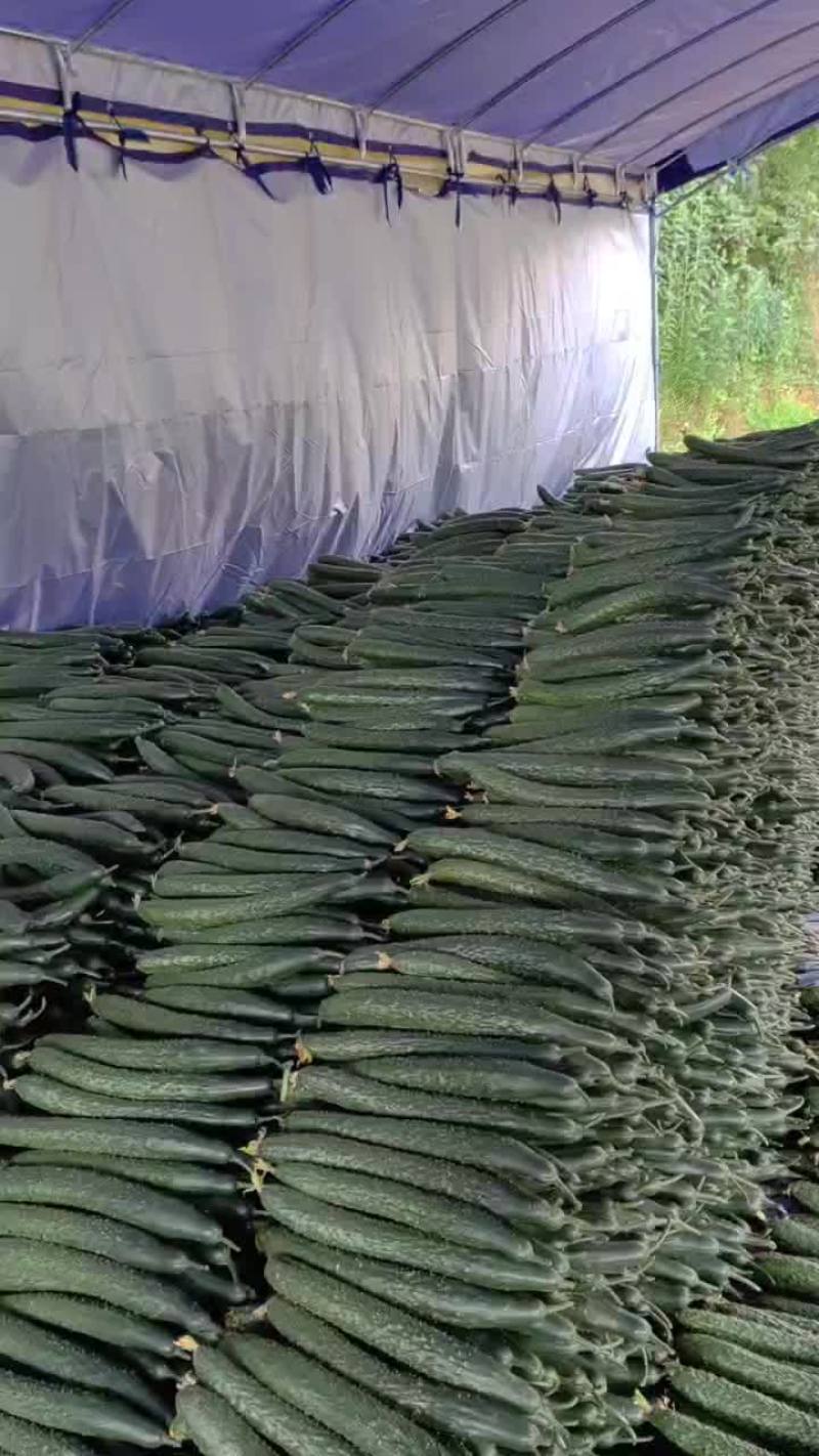 黄瓜