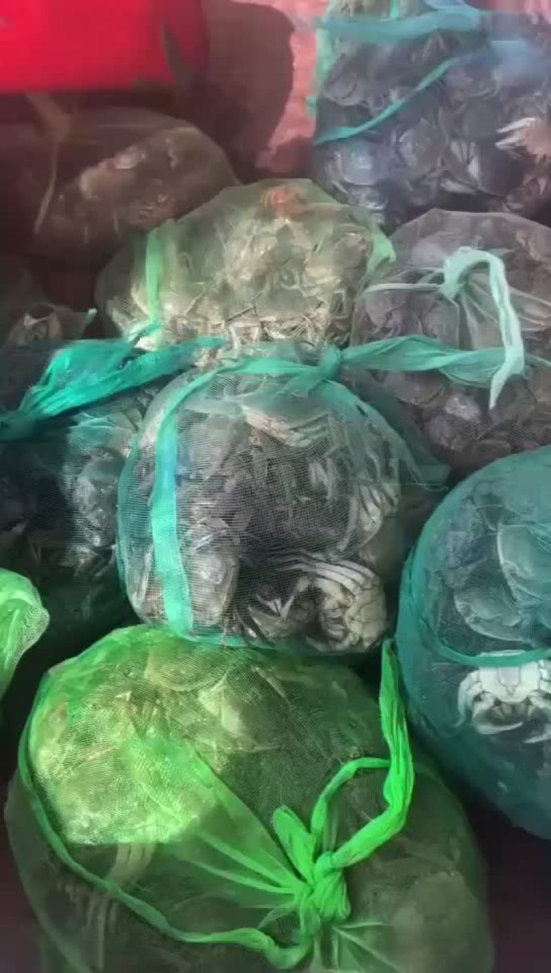 微山湖大闸蟹，河蟹