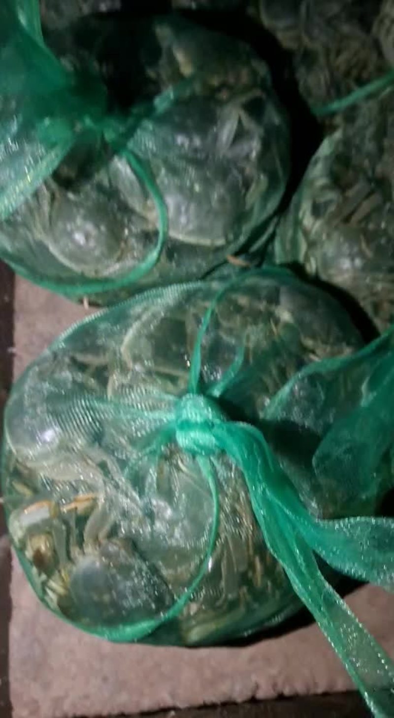 微山湖大闸蟹，河蟹