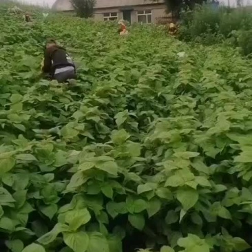 苏子叶