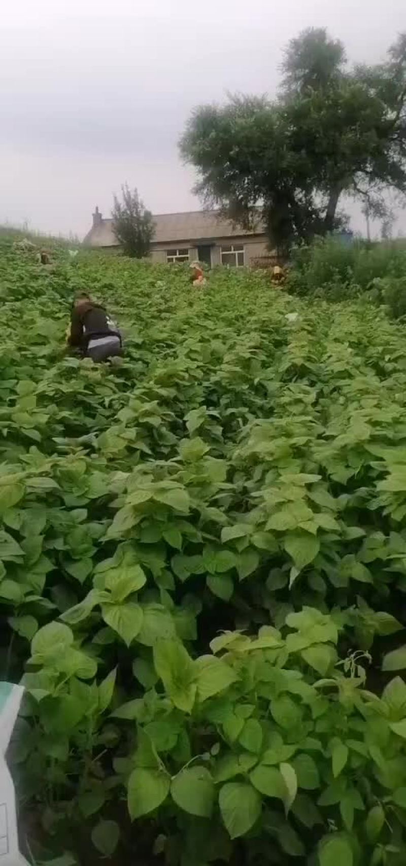 苏子叶