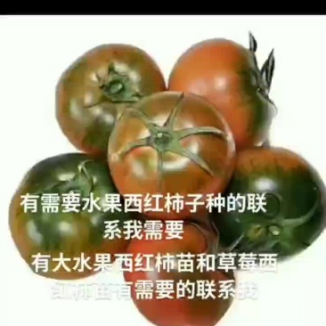 宣化县水果西红柿口感好