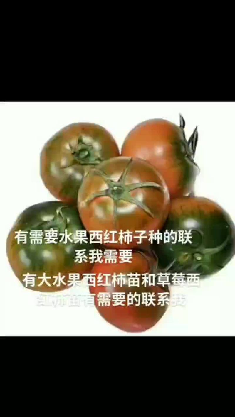 宣化县水果西红柿口感好