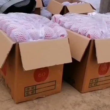 甘肃静宁红富士