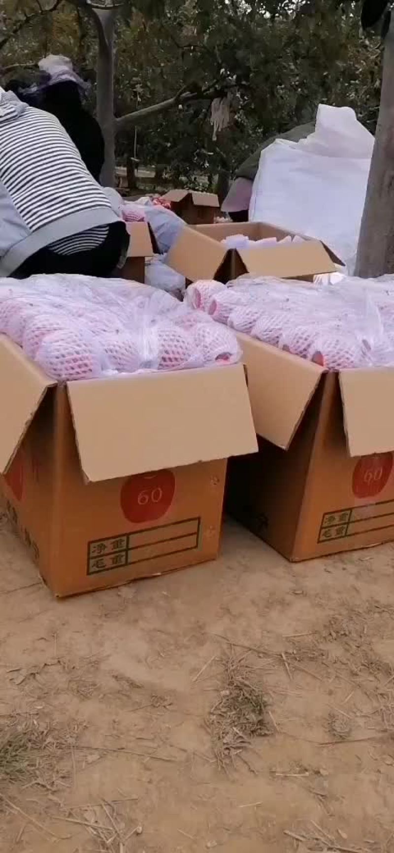 甘肃静宁红富士