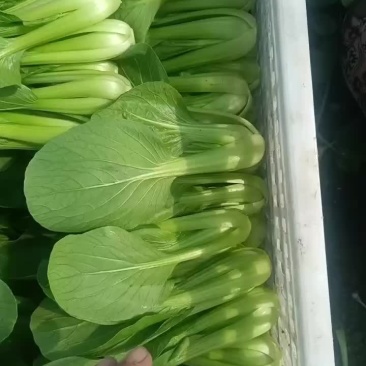 小油菜