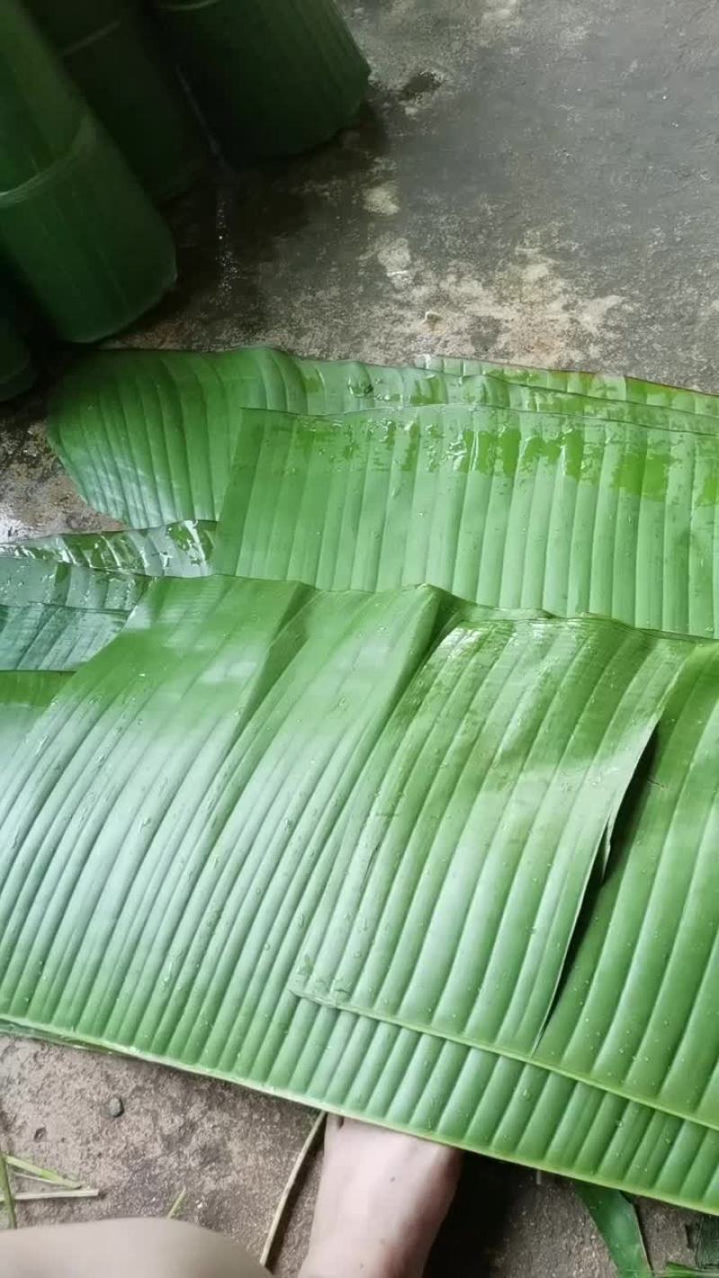 芭蕉叶