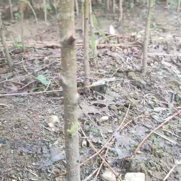 蜂蜜鹰嘴桃苗