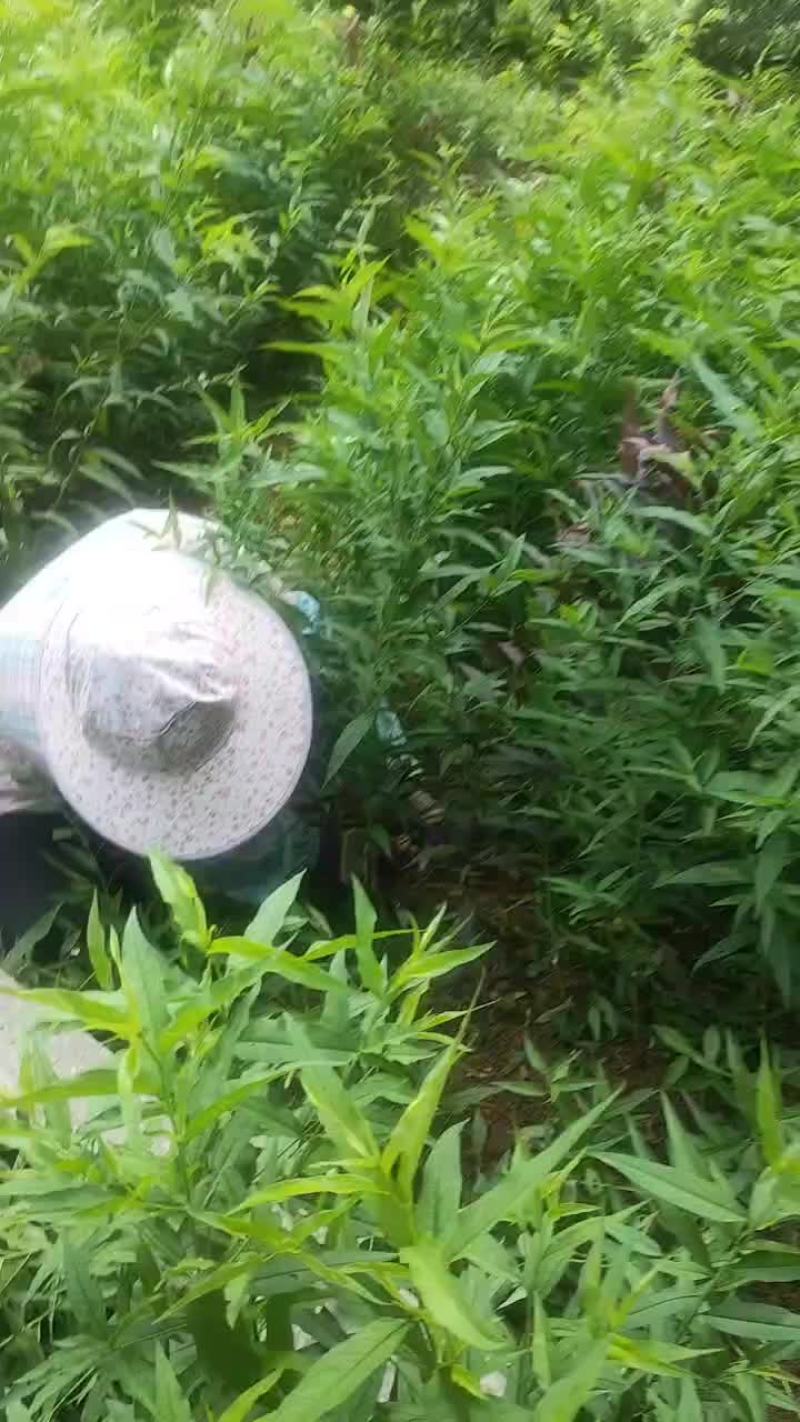 蜂蜜鹰嘴桃苗
