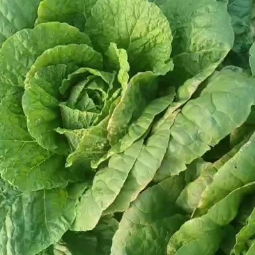东北大白菜黄心商品菜