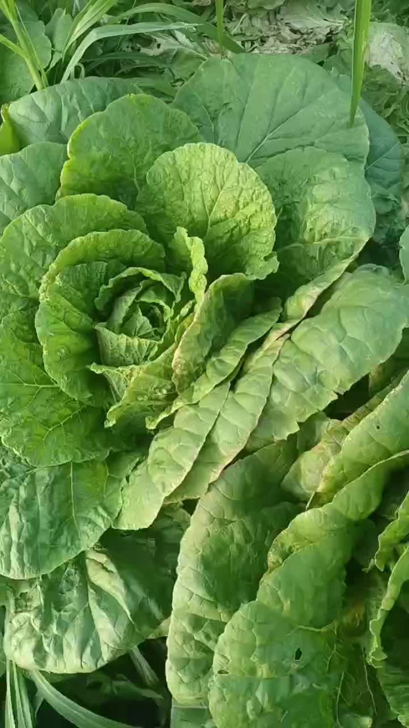 东北大白菜黄心商品菜