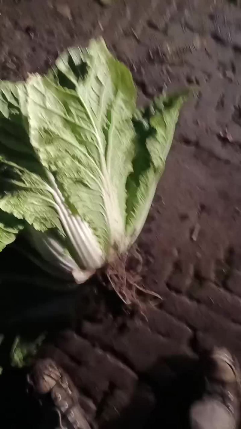 东北大白菜黄心商品菜