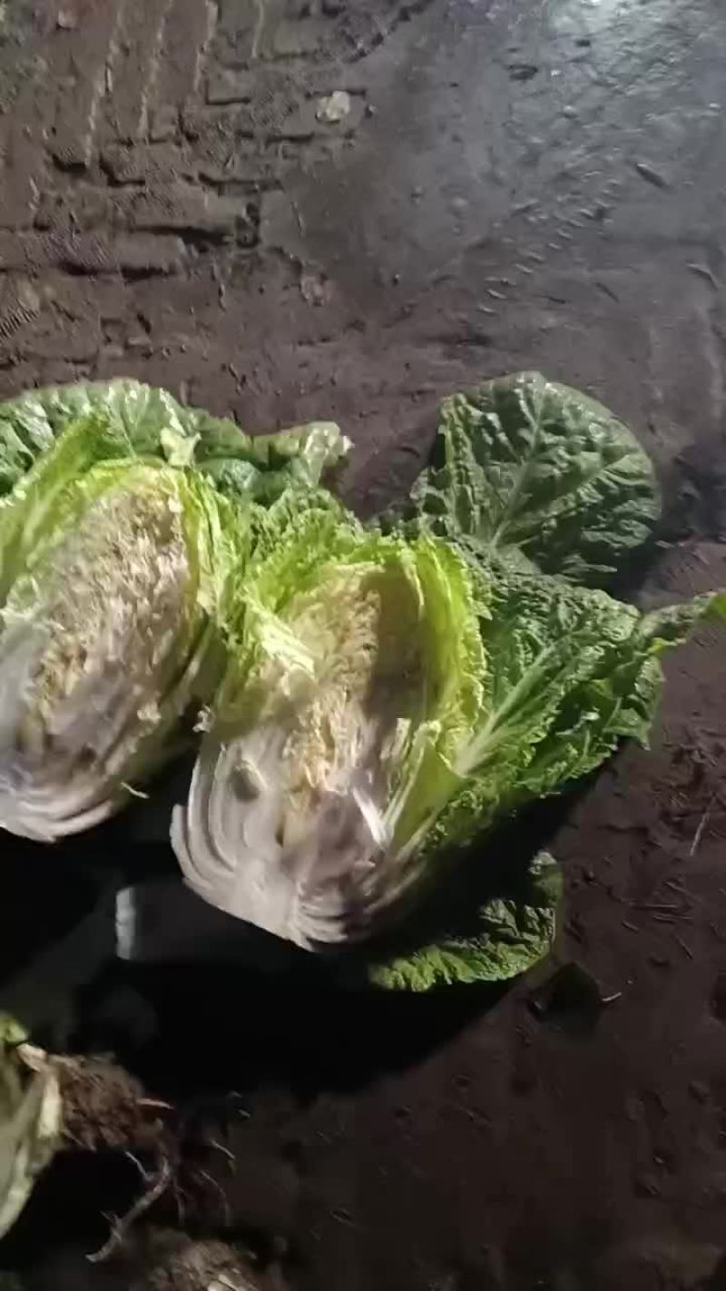 东北大白菜黄心商品菜