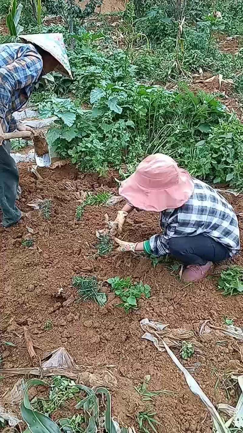 金雀花