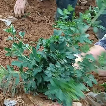 金雀花