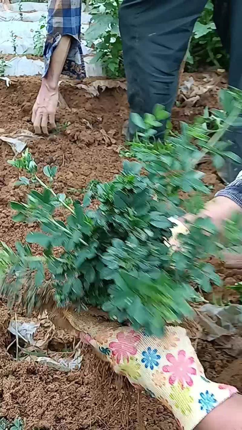 金雀花