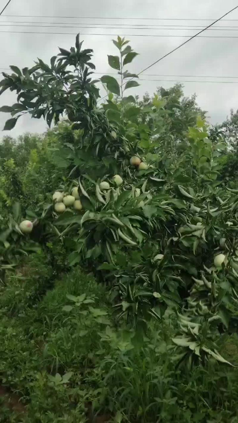 吉胜李子