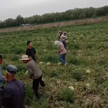 宁夏中卫石缝西瓜