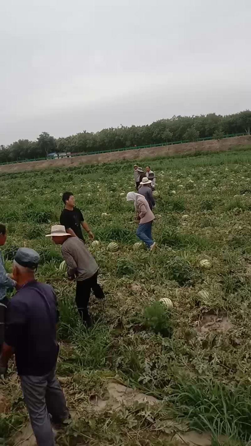 宁夏中卫石缝西瓜