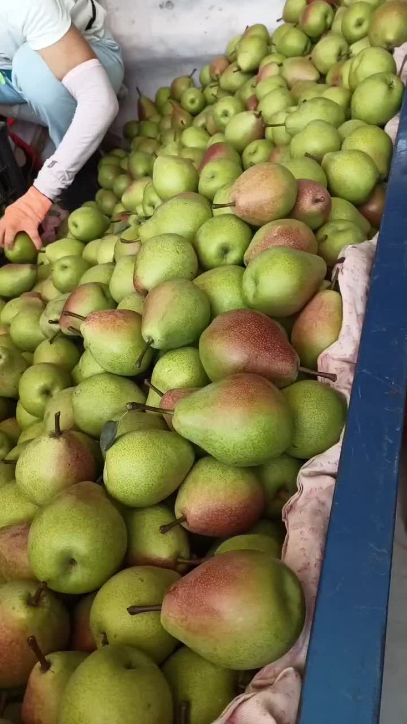 七月红梨